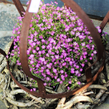 Krone Edelrost 40cm Flacheisen Metallkrone Dekokrone Pflanzkrone Shabby Cottage & Vintage