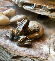 Bronzefigur Frosch mini Gartenfigur Bronze Skulptur Rottenecker Bronzefigur Frosch mini Gartenfigur Bronze Skulptur Rottenecker