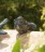 Vogeltränke Granit rund Naturform mit Bronze Vogel Vogelbad für Garten