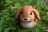 Gartenfigur Kaninchen Pummel 12cm Polystone Figur Ostern Dekoration