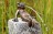 Wasserspiel SET Bronzefigur Froschkönig Heinrich auf Granitsäule Gartenbrunnen