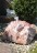 Quellstein Onyx Marmor Flamingo L90cm Gartenbrunnen Springbrunnen Komplettset